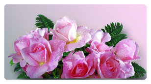 DSC700 063 Bouquet Of Roses Orchid